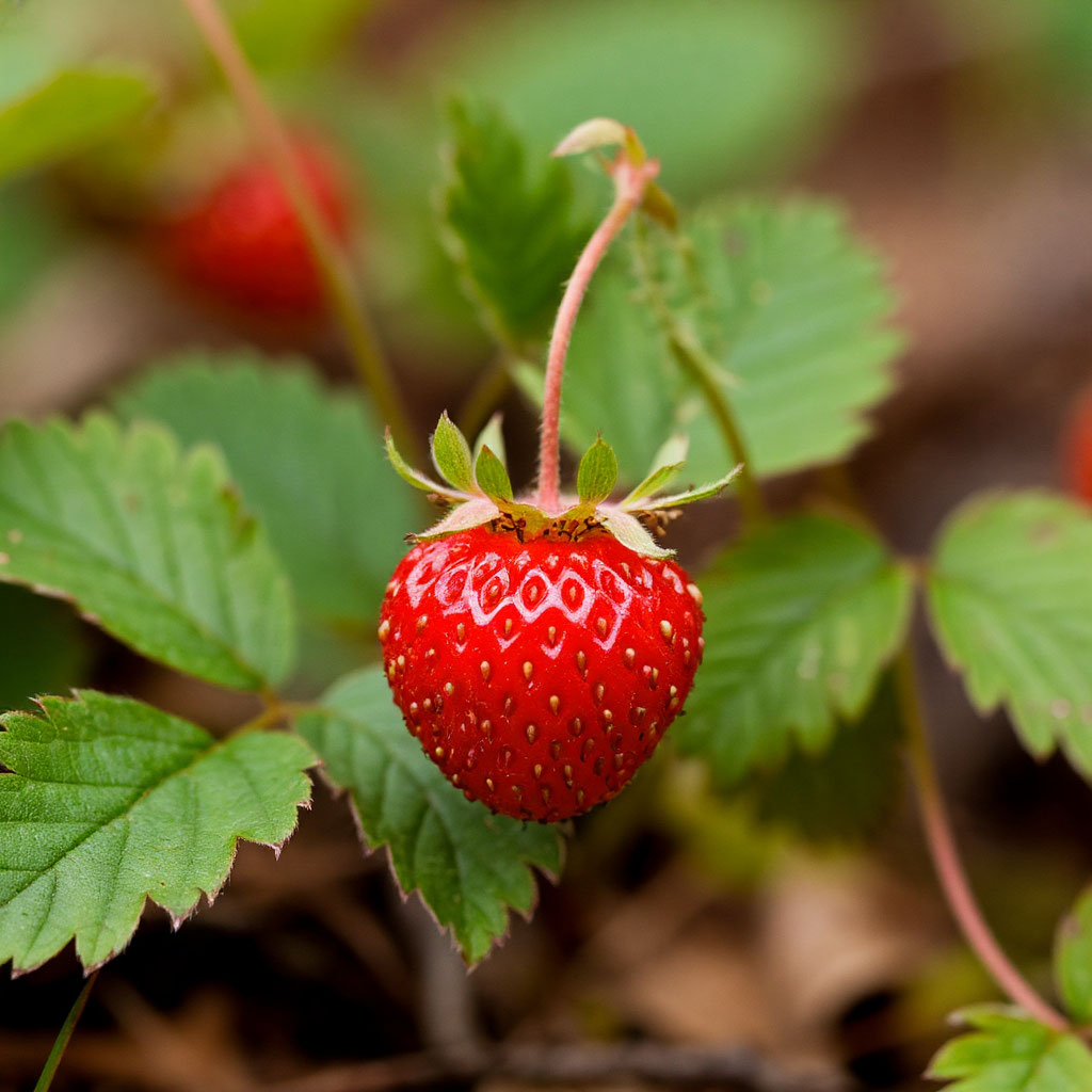 Земляничный фестиваль в Неми