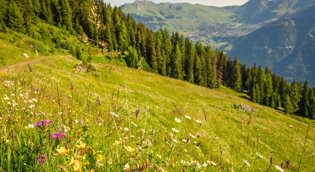 Фестиваль классической музыки в Вербье
