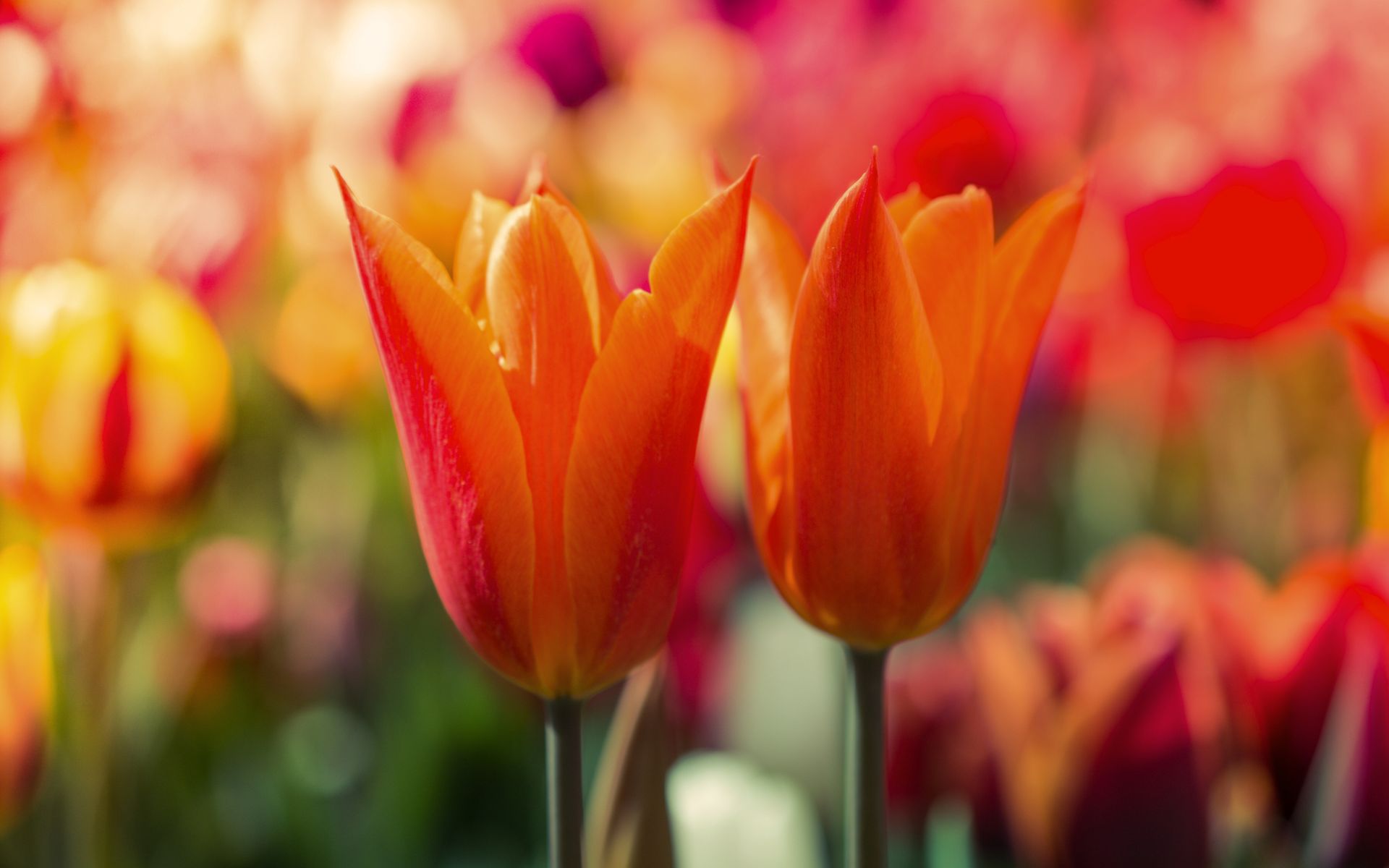 Осенний парад цветов в Зюндерте