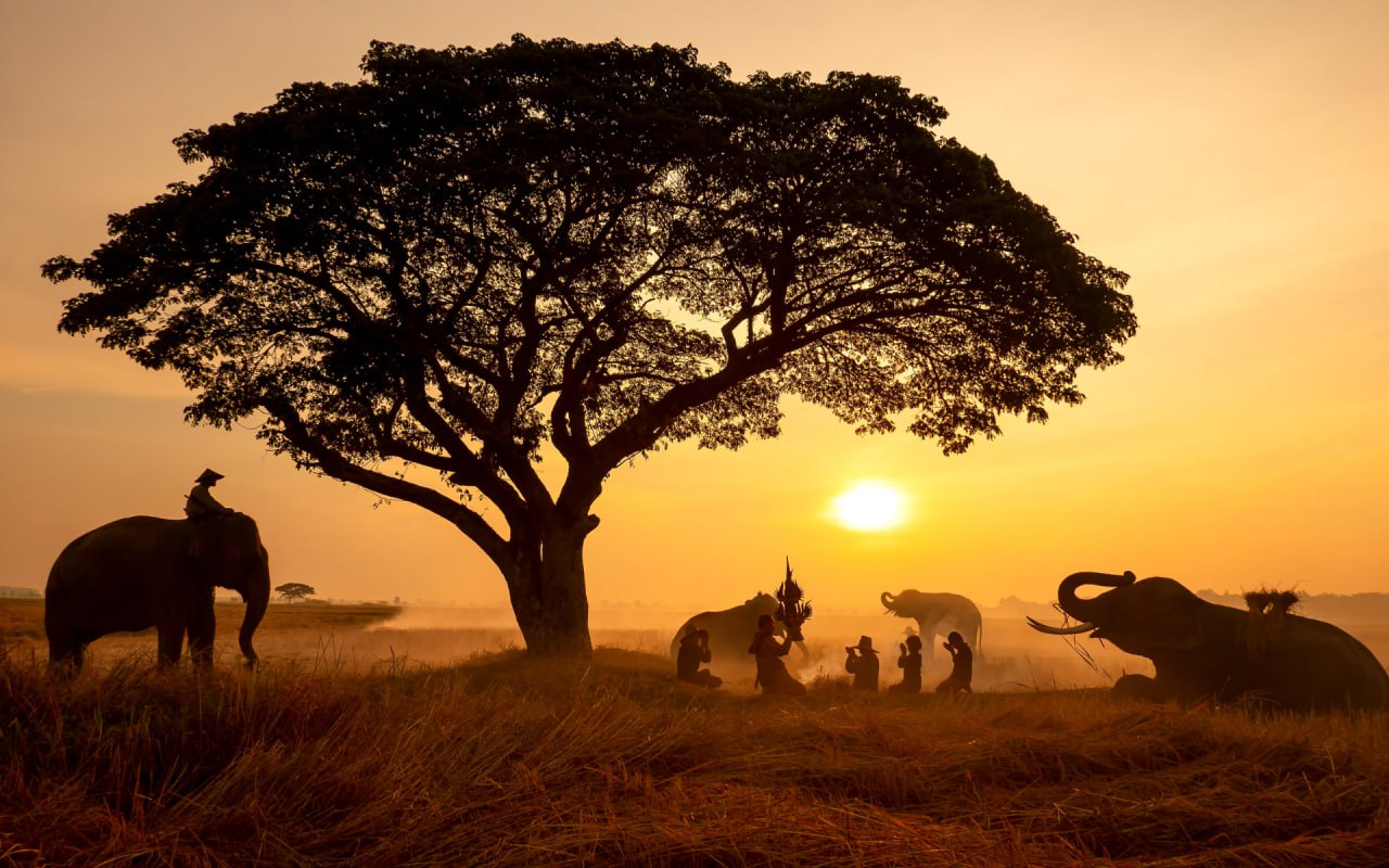 Сафари туры